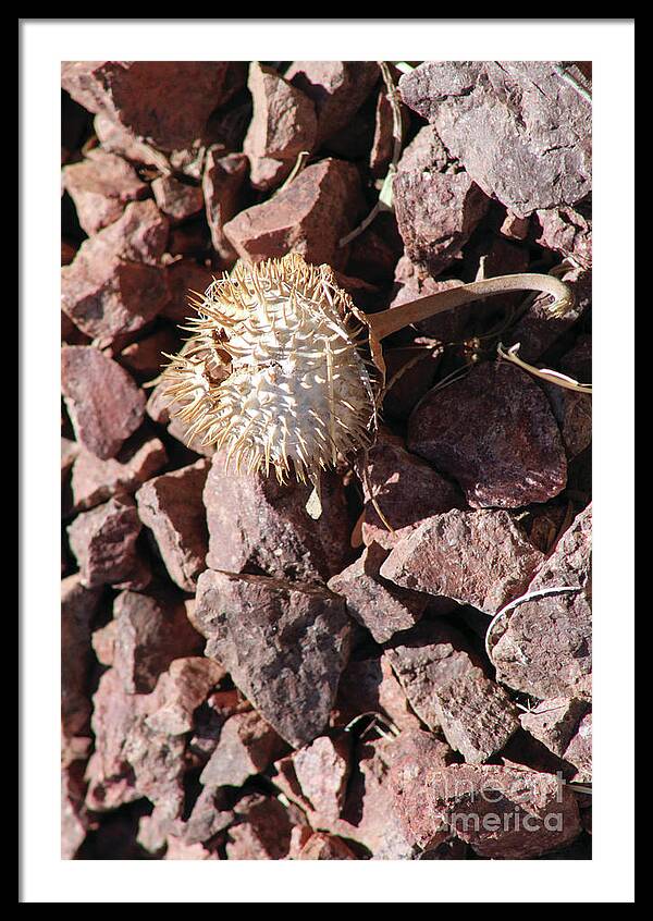 Thistle Fractures - Framed Print