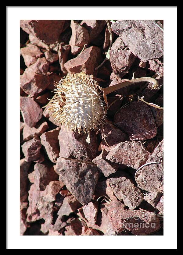 Thistle Fractures - Framed Print