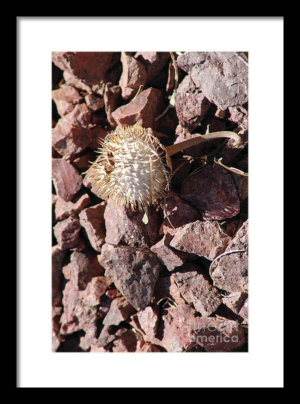 Thistle Fractures - Framed Print