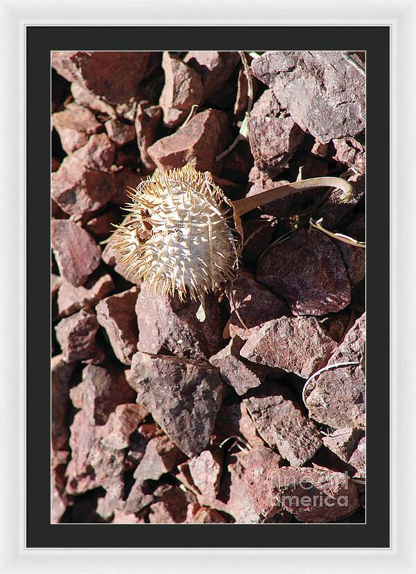 Thistle Fractures - Framed Print