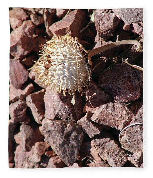 Thistle Fractures - Blanket