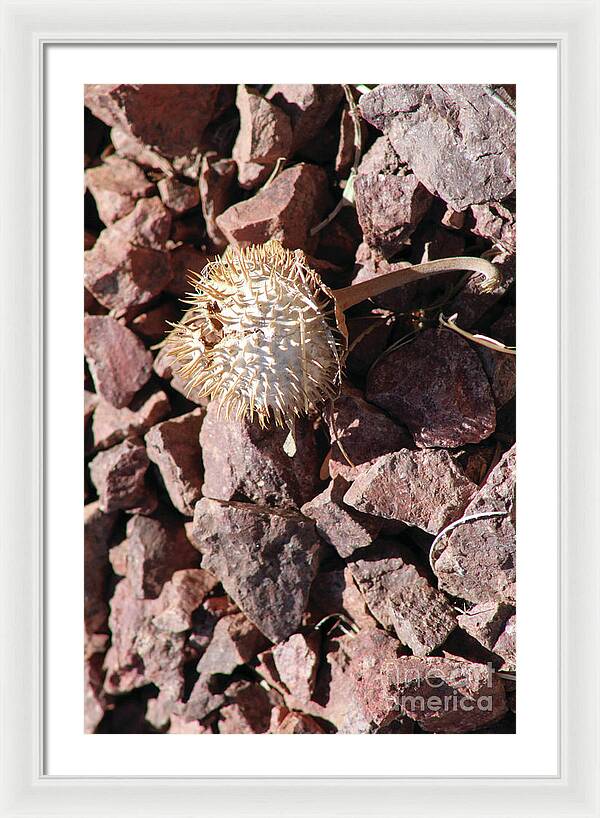 Thistle Fractures - Framed Print