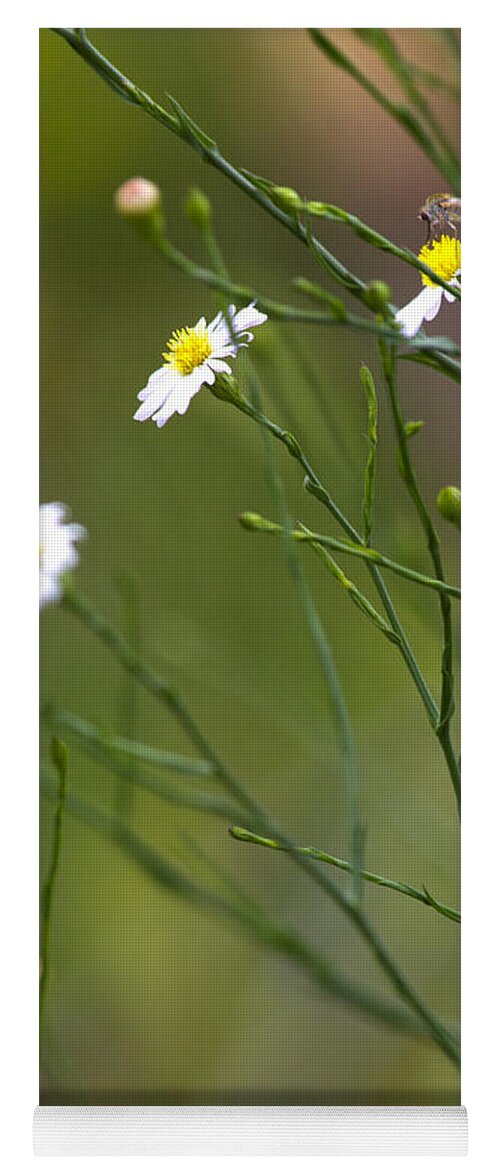 Three Beauties and a Beast - Yoga Mat