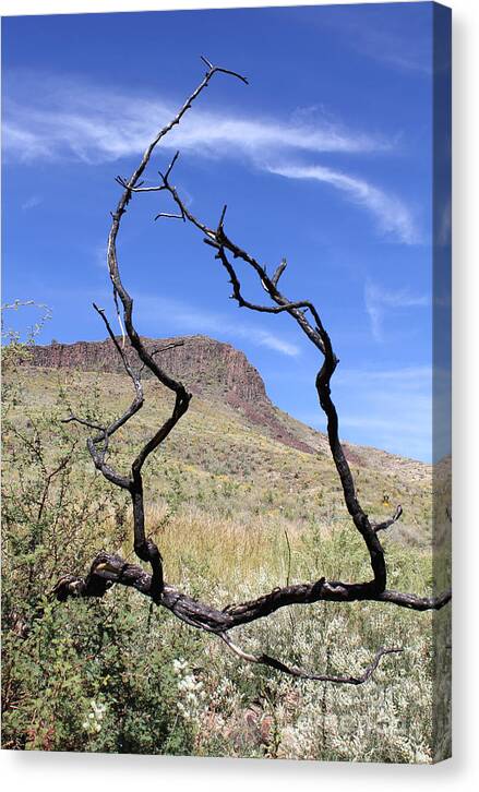 Twig Window - Canvas Print