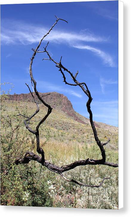 Twig Window - Canvas Print