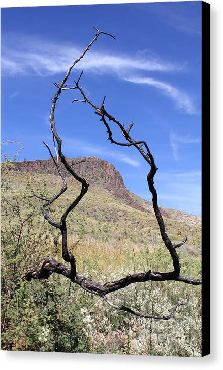 Twig Window - Canvas Print