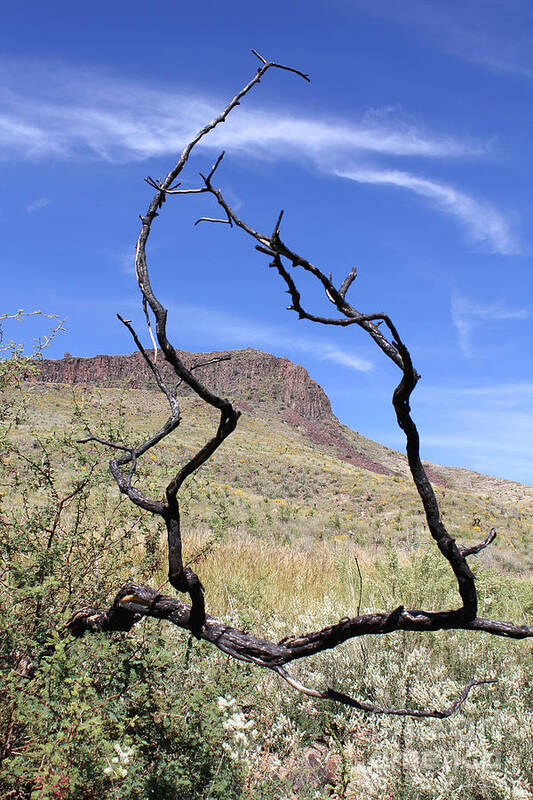 Twig Window - Art Print