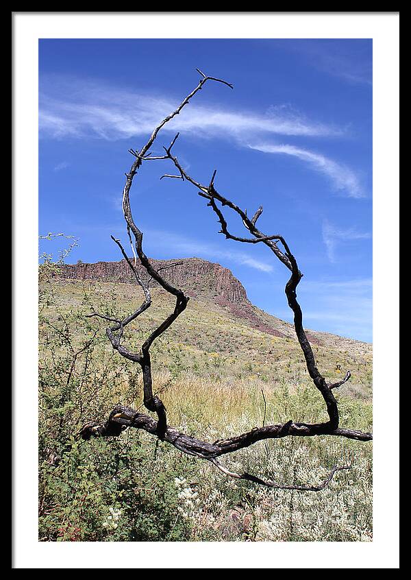 Twig Window - Framed Print