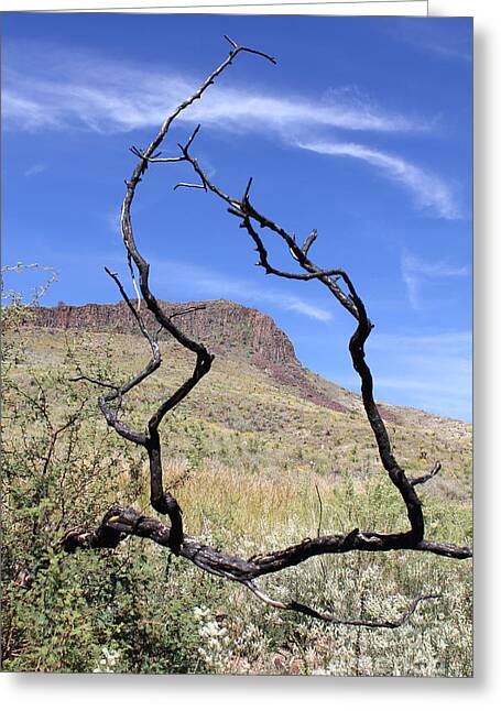 Twig Window - Greeting Card