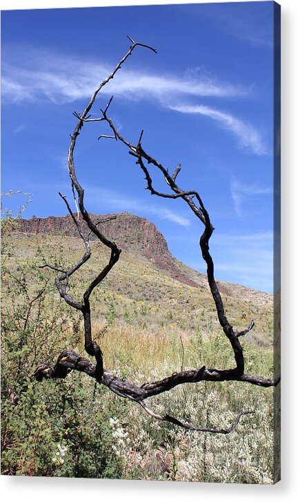 Twig Window - Acrylic Print