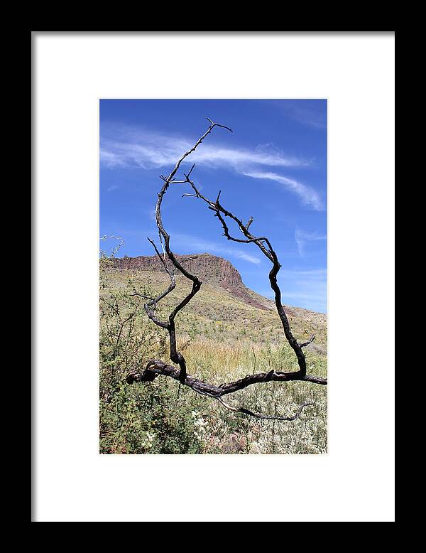 Twig Window - Framed Print