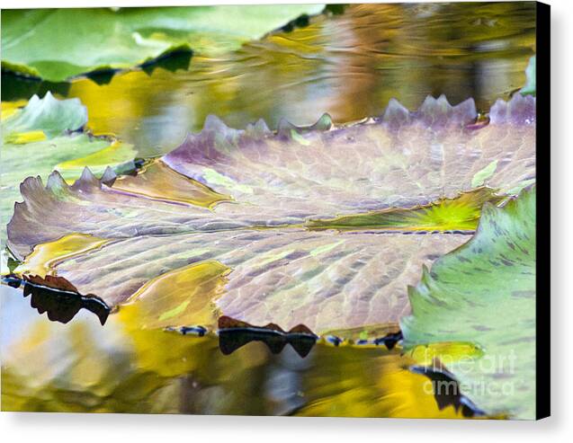 Vitality - Canvas Print