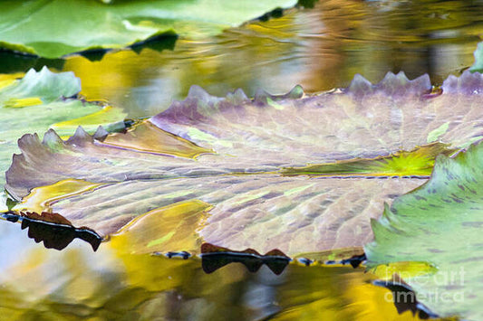 Vitality - Art Print