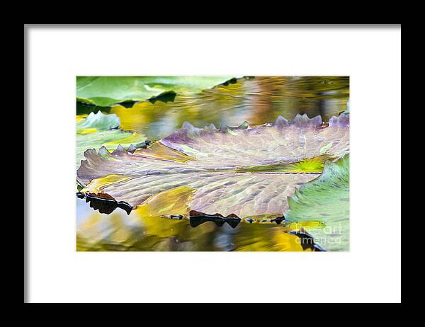 Vitality - Framed Print