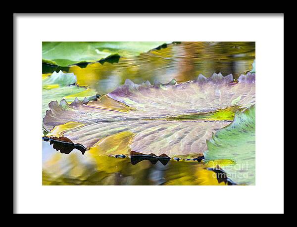 Vitality - Framed Print