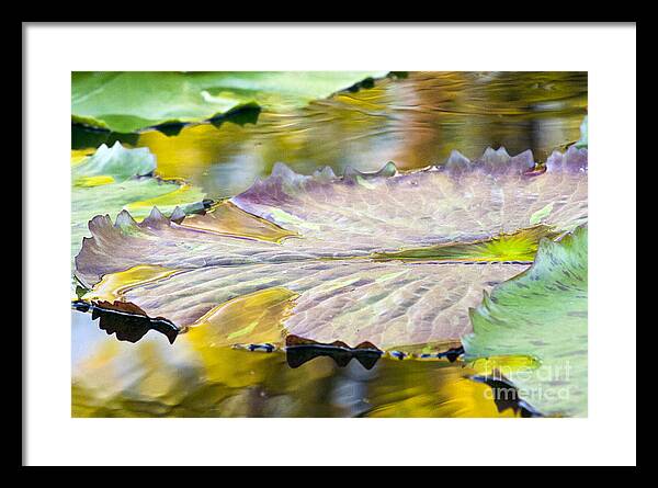 Vitality - Framed Print
