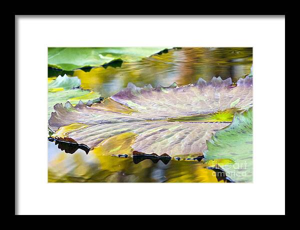 Vitality - Framed Print