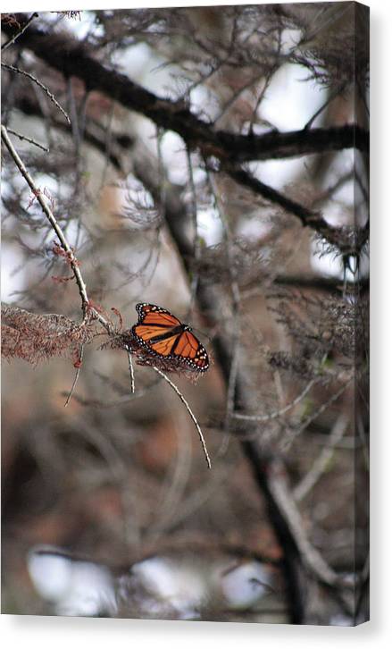 A Monarch for Granny - Canvas Print