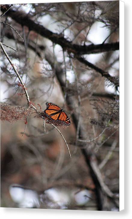 A Monarch for Granny - Canvas Print