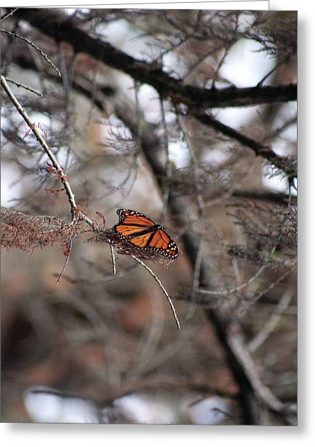 A Monarch for Granny - Greeting Card