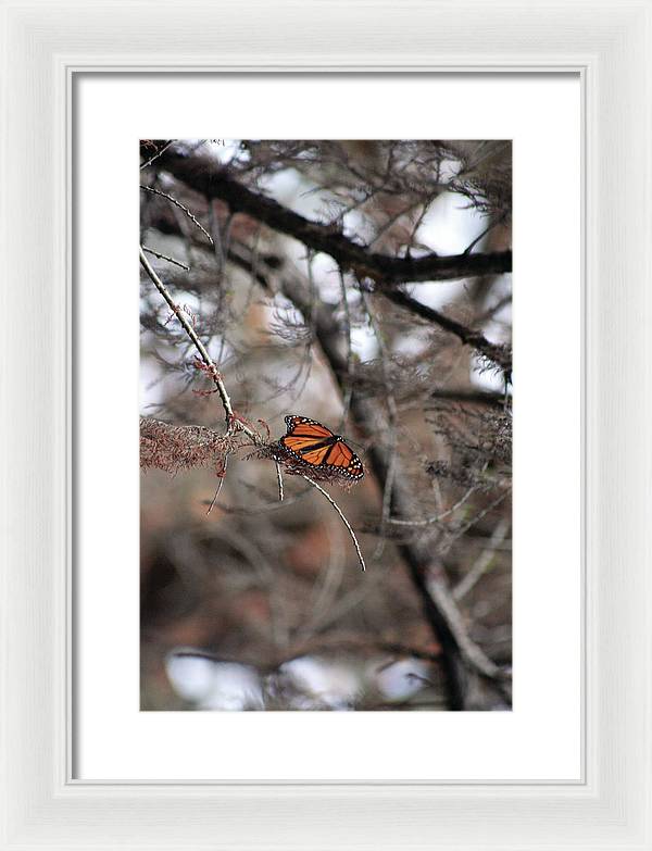 A Monarch for Granny - Framed Print
