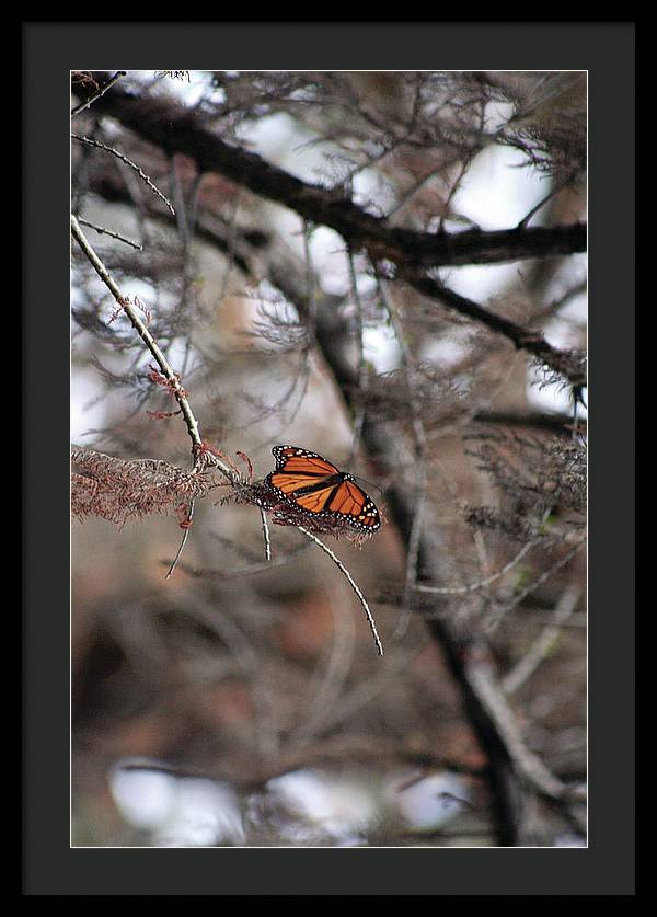 A Monarch for Granny - Framed Print