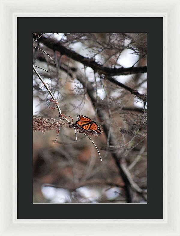 A Monarch for Granny - Framed Print