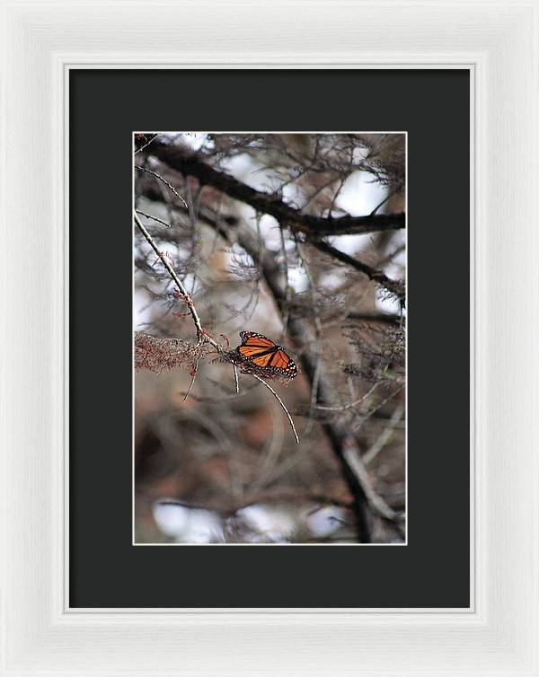A Monarch for Granny - Framed Print