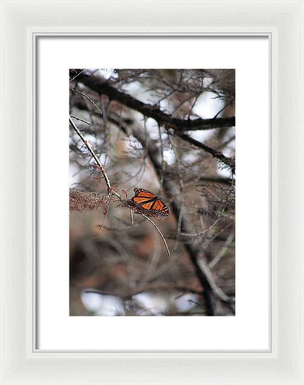 A Monarch for Granny - Framed Print