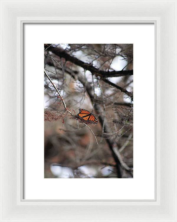A Monarch for Granny - Framed Print