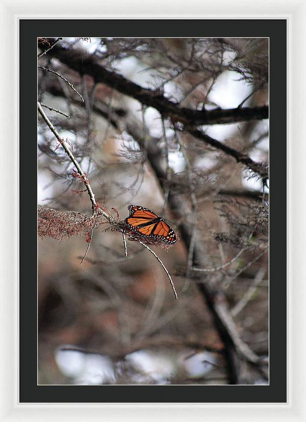 A Monarch for Granny - Framed Print