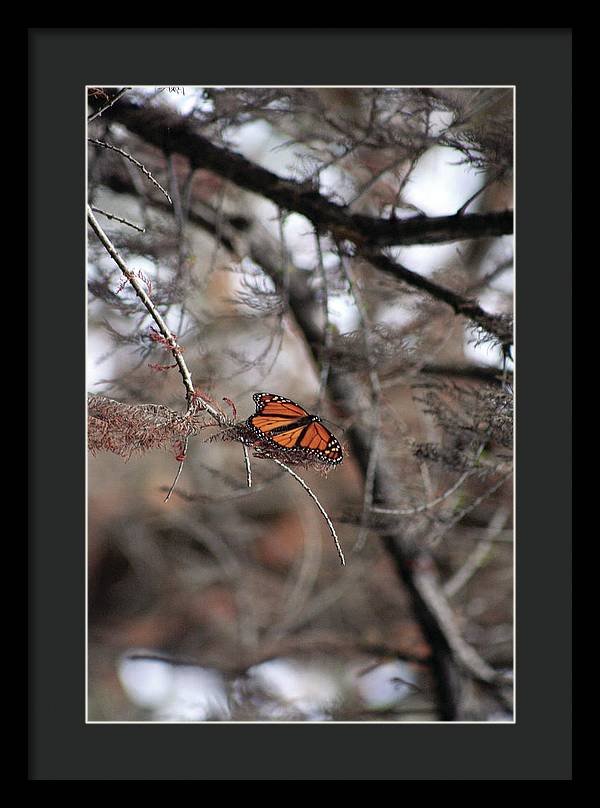A Monarch for Granny - Framed Print