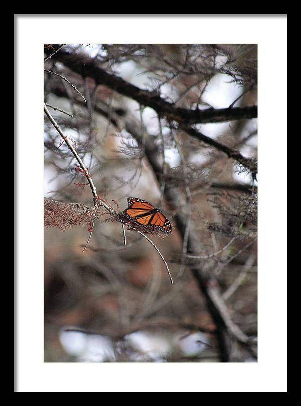 A Monarch for Granny - Framed Print