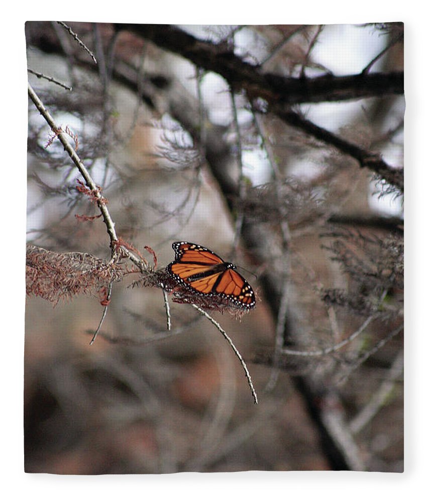 A Monarch for Granny - Blanket