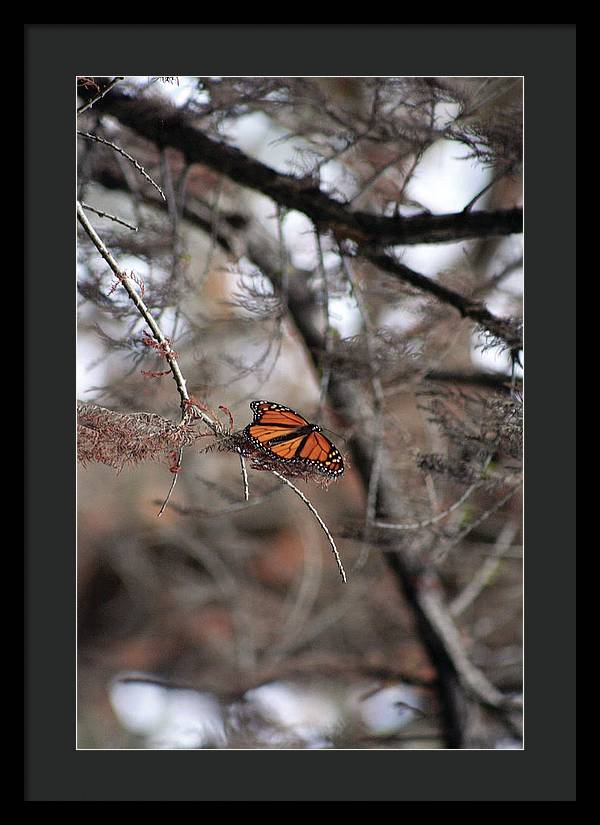 A Monarch for Granny - Framed Print