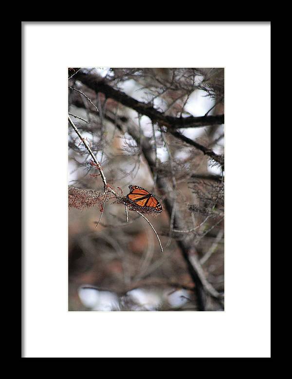 A Monarch for Granny - Framed Print