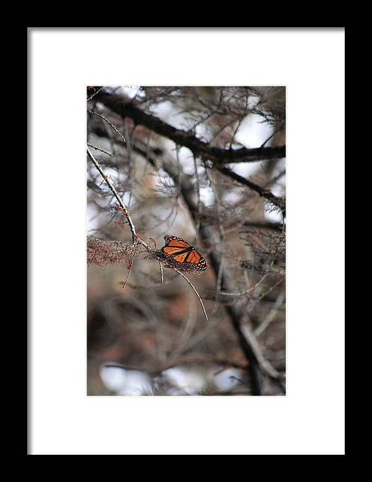 A Monarch for Granny - Framed Print