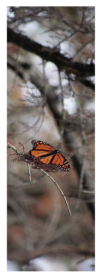 A Monarch for Granny - Yoga Mat
