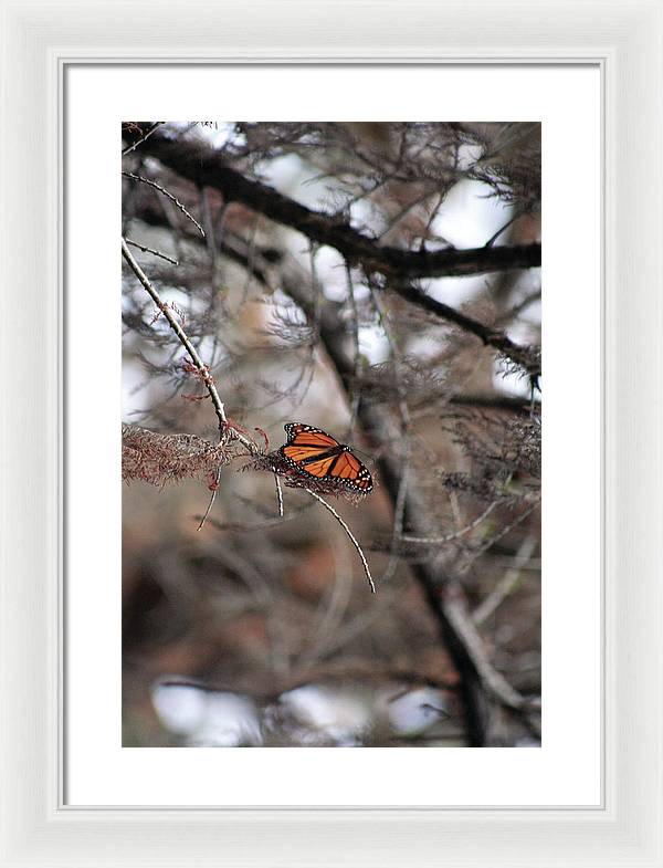 A Monarch for Granny - Framed Print