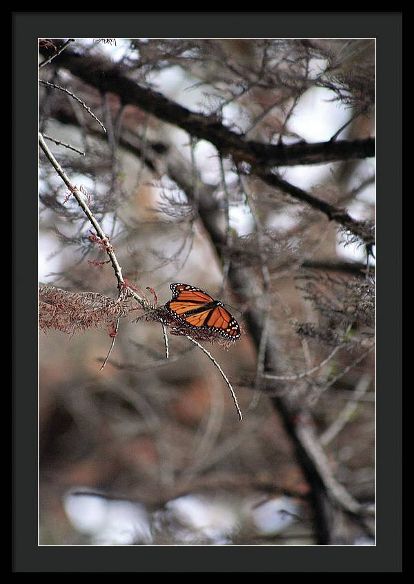 A Monarch for Granny - Framed Print