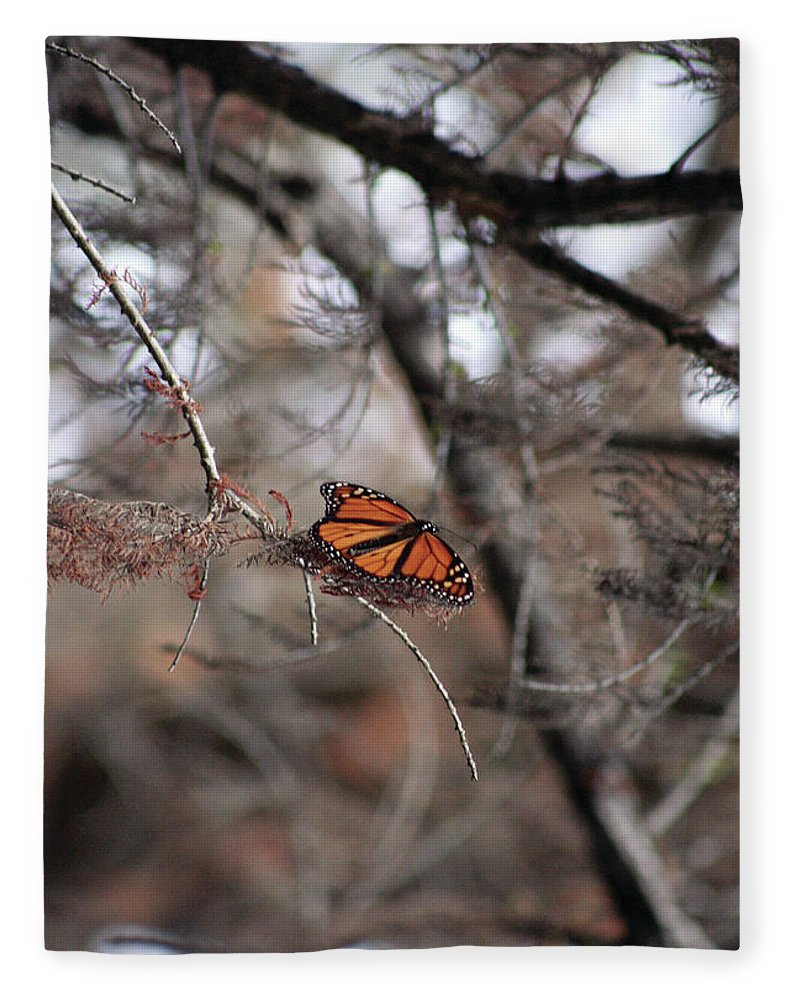 A Monarch for Granny - Blanket
