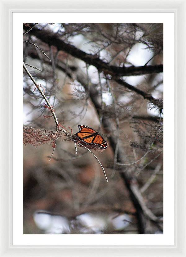 A Monarch for Granny - Framed Print