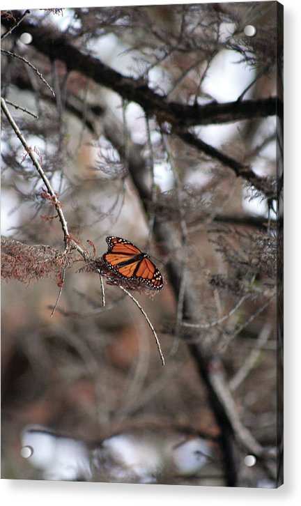 A Monarch for Granny - Acrylic Print