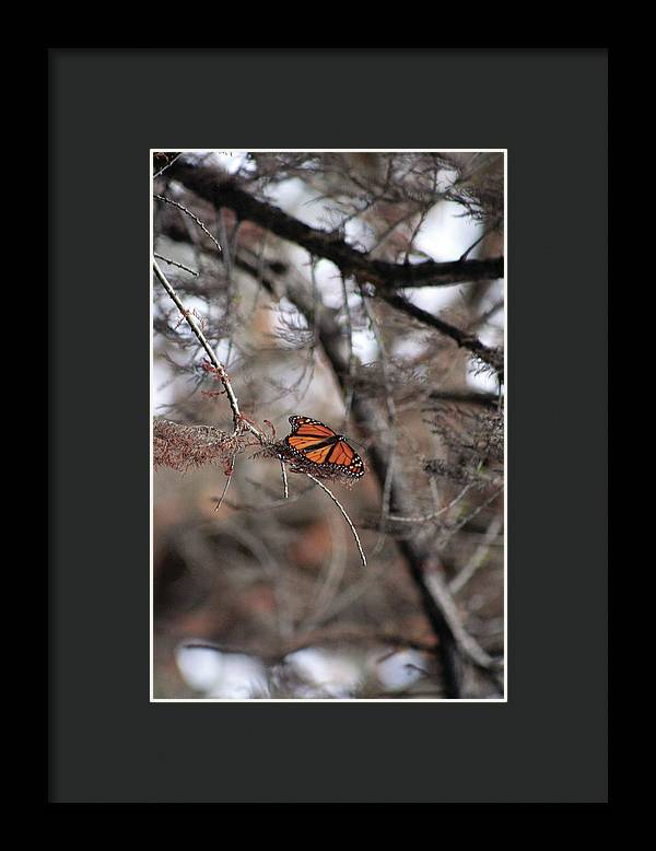 A Monarch for Granny - Framed Print