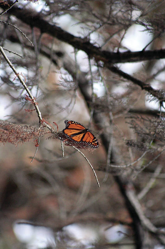 A Monarch for Granny - Art Print
