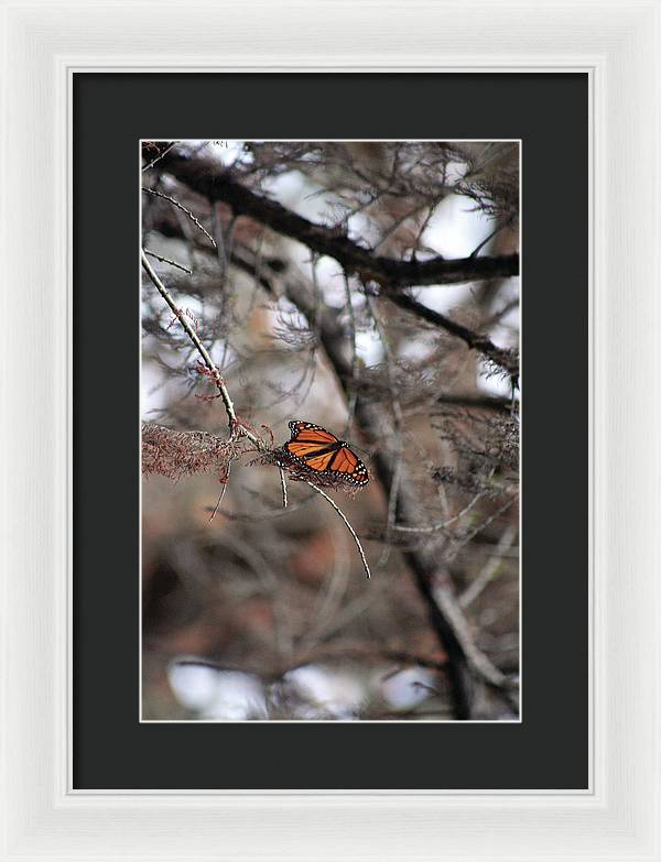 A Monarch for Granny - Framed Print