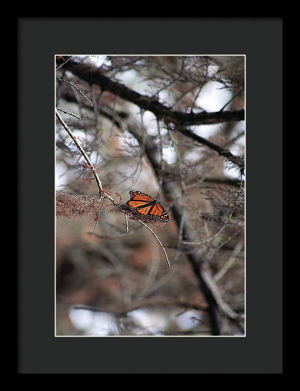 A Monarch for Granny - Framed Print