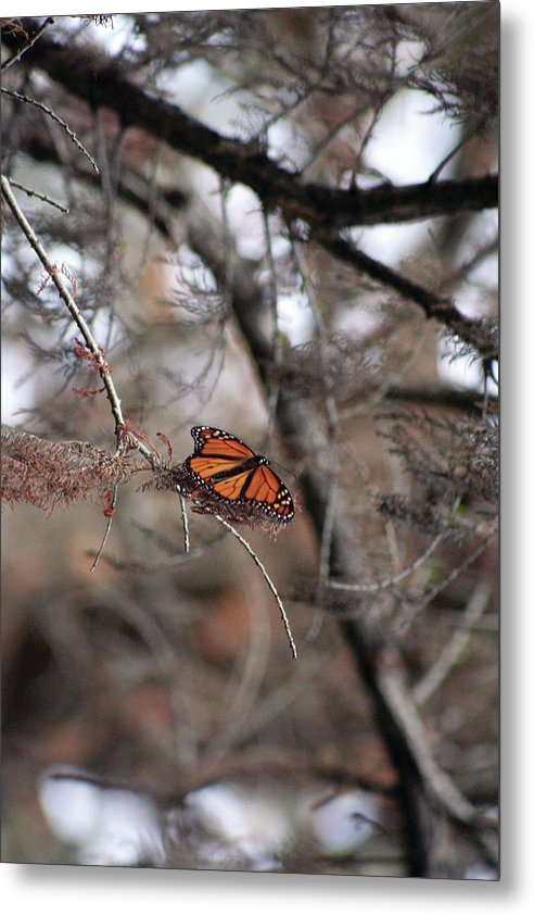 A Monarch for Granny - Metal Print