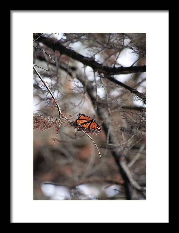 A Monarch for Granny - Framed Print