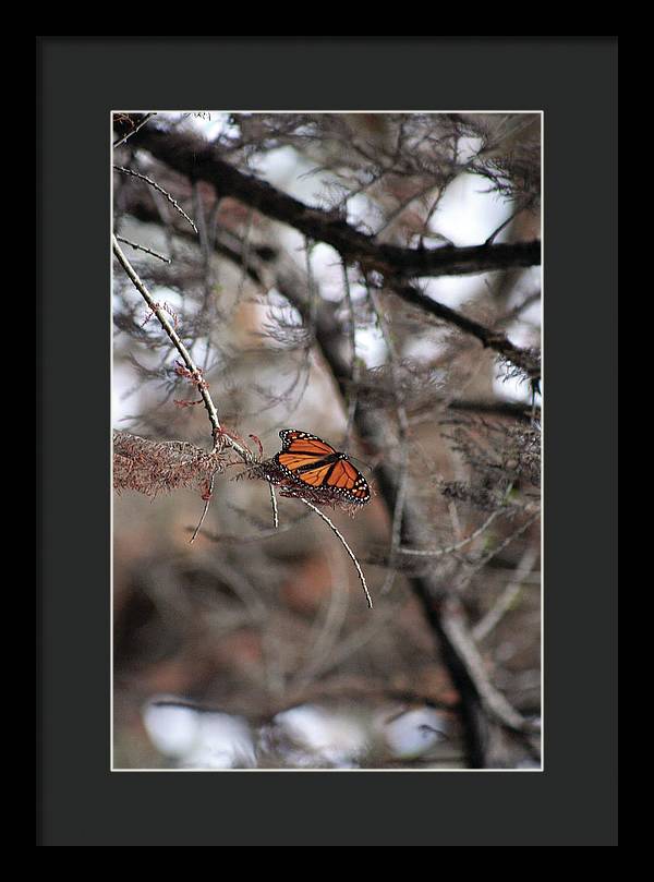 A Monarch for Granny - Framed Print